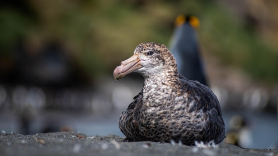 HDS26-25, Day 7, RLO_1021 © Alexander Romanovskiy - Oceanwide Expeditions.jpg
