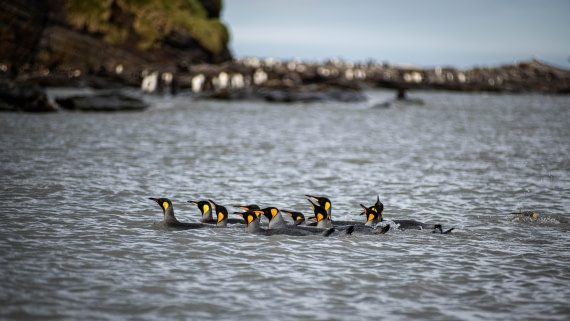 HDS26-25, Day 7, RLO_1023 © Alexander Romanovskiy - Oceanwide Expeditions.jpg