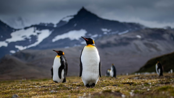 HDS26-25, Day 7, RLO_1032 © Alexander Romanovskiy - Oceanwide Expeditions.jpg