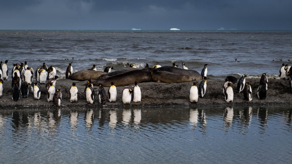 HDS26-25, Day 7, RLO_1051 © Alexander Romanovskiy - Oceanwide Expeditions.jpg