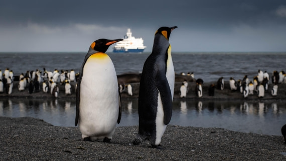 HDS26-25, Day 7, RLO_1053 © Alexander Romanovskiy - Oceanwide Expeditions.jpg