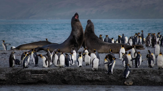 HDS26-25, Day 7, RLO_1068 © Alexander Romanovskiy - Oceanwide Expeditions.jpg