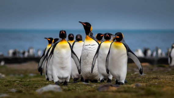 HDS26-25, Day 7, RLO_1075 © Alexander Romanovskiy - Oceanwide Expeditions.jpg