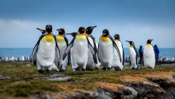 HDS26-25, Day 7, RLO_1083 © Alexander Romanovskiy - Oceanwide Expeditions.jpg