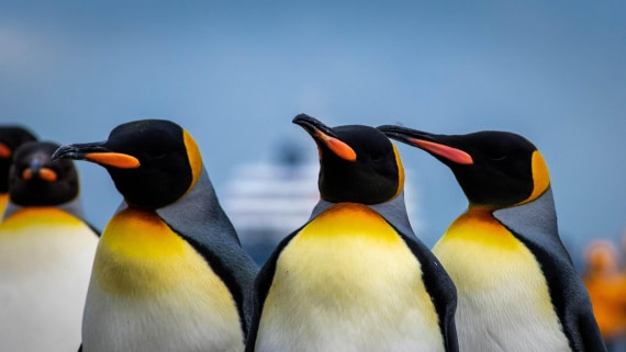 HDS26-25, Day 7, RLO_1086 © Alexander Romanovskiy - Oceanwide Expeditions.jpg