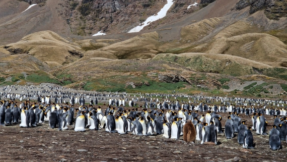 HDS26-25, Day 8, 20250111_090525 © Unknown photographer - Oceanwide Expeditions.jpg