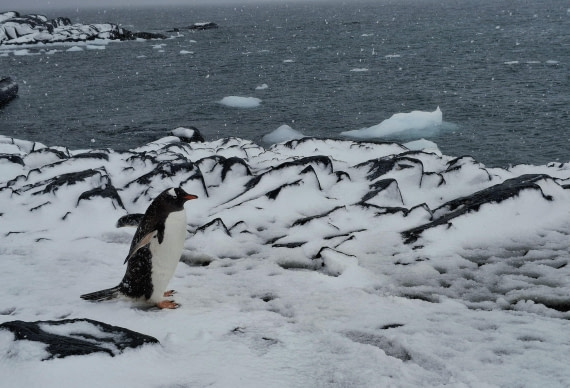 HDS26-25, Day 13, 20250116_082501 © Unknown photographer - Oceanwide Expeditions.jpg
