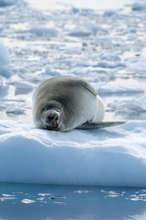 HDS26-25, Day 14, DSC04545 © Annina Scholl - Oceanwide Expeditions.jpg