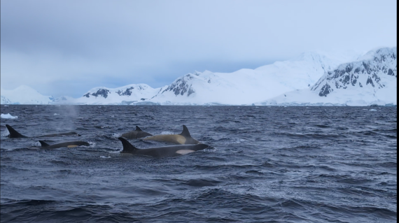 HDS26-25, Day 15, Screenshot_20250121-111142~2 © Unknown photographer - Oceanwide Expeditions.png
