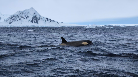 HDS26-25, Day 15, Screenshot_20250121-111341~2 © Unknown photographer - Oceanwide Expeditions.png