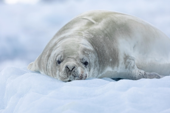 HDS26-25, Day 16, FZ1A2458 © Unknown photographer - Oceanwide Expeditions.jpg