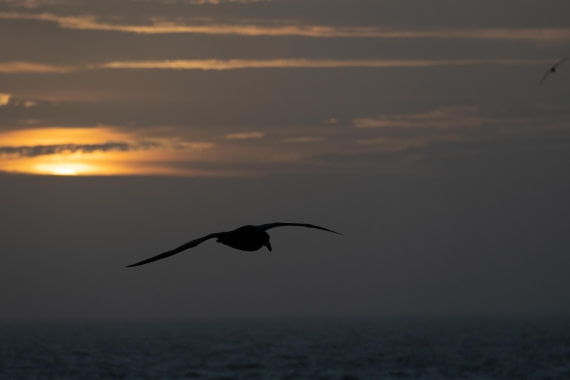 HDS26-25, Day 2, DSC02384 © Unknown photographer - Oceanwide Expeditions.jpg