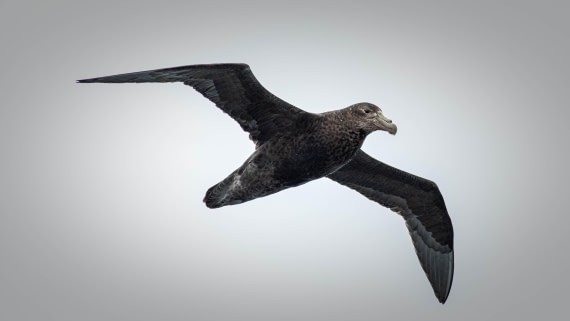 HDS26-25, Day 2, RLO_0544 © Alexander Romanovskiy - Oceanwide Expeditions.jpg