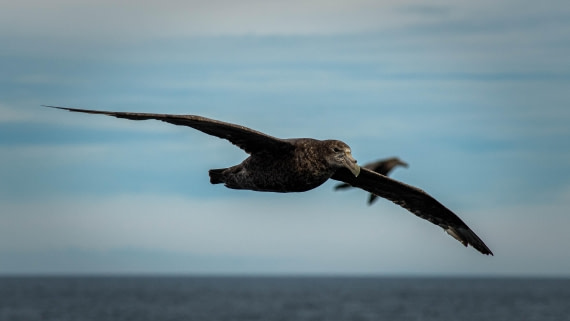 HDS26-25, Day 2, RLO_0546 © Alexander Romanovskiy - Oceanwide Expeditions.jpg