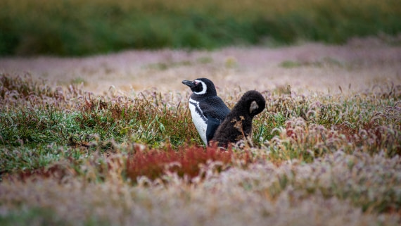 HDS26-25, Day 3, RLO_0566 © Alexander Romanovskiy - Oceanwide Expeditions.jpg