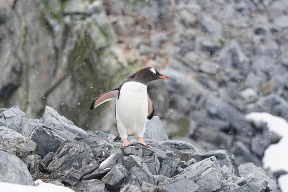 Snow Crowned Gentoo