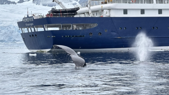 Humpback near the Hondius