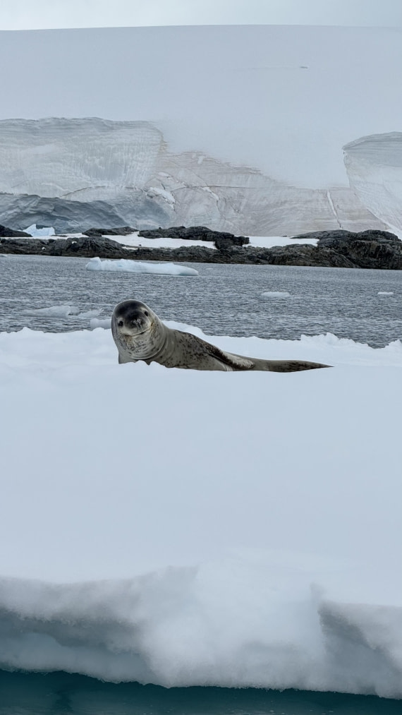 Leopard Seal on a Ice Flow