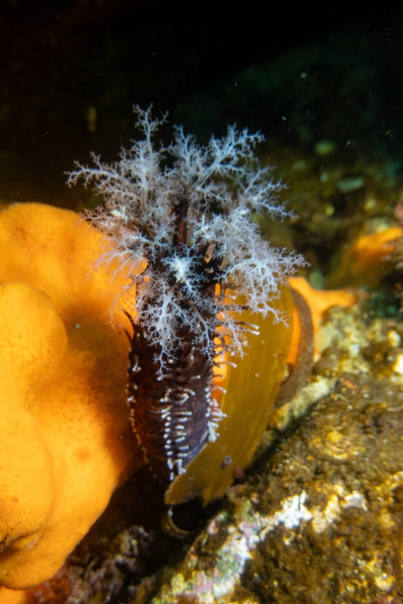 Flying Penguin and Sea Cucumber