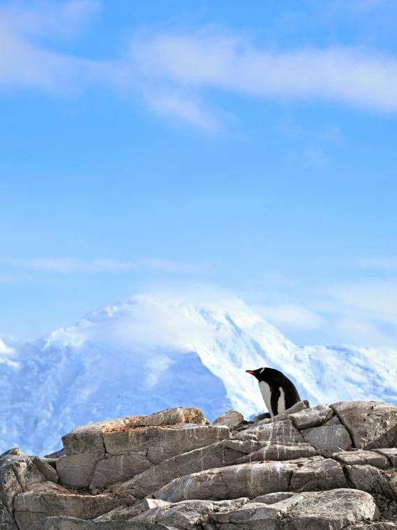 Gentoo's Dream Home: Scenic Living