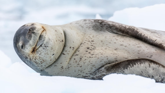 HDS27-25, Day 4, _DSC9188 © Unknown photographer - Oceanwide Expeditions.jpg