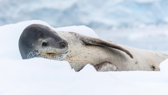 HDS27-25, Day 4, _DSC9191 © Unknown photographer - Oceanwide Expeditions.jpg