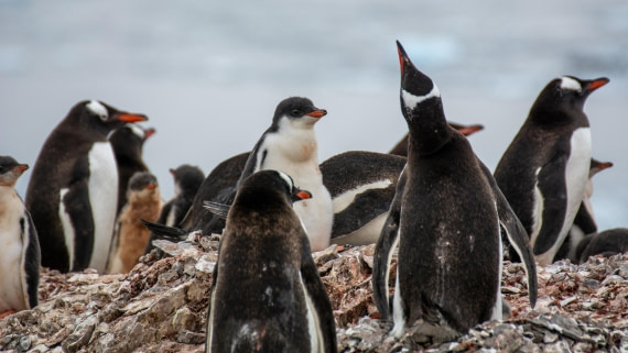 HDS27-25, Day 4, _DSC9208 © Unknown photographer - Oceanwide Expeditions.jpg