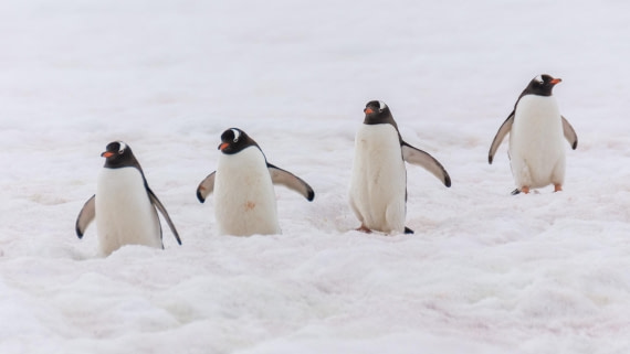 HDS27-25, Day 4, _DSC9212 © Unknown photographer - Oceanwide Expeditions.jpg