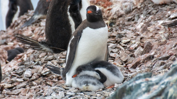 HDS27-25, Day 4, _DSC9213 © Unknown photographer - Oceanwide Expeditions.jpg