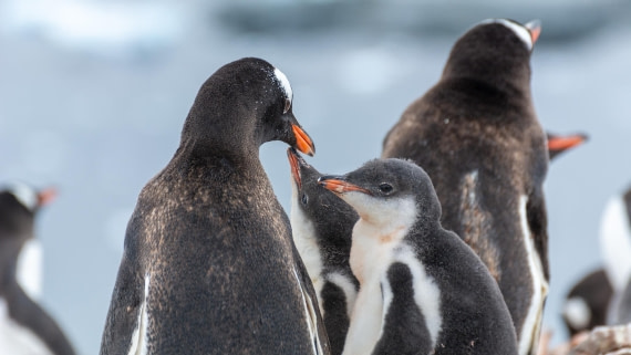 HDS27-25, Day 4, _DSC9272 © Unknown photographer - Oceanwide Expeditions.jpg