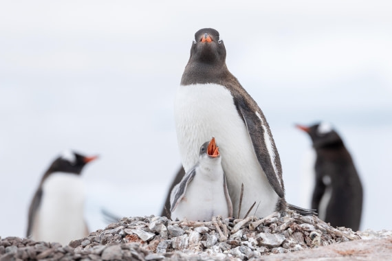 HDS27-25, Day 4, FZ1A2528 © Unknown photographer - Oceanwide Expeditions.jpg