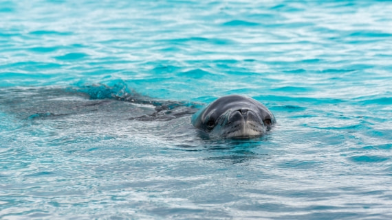 HDS27-25, Day 5, _DSC9426 © Unknown photographer - Oceanwide Expeditions.jpg