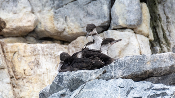 HDS27-25, Day 6, _DSC9435 © Unknown photographer - Oceanwide Expeditions.jpg