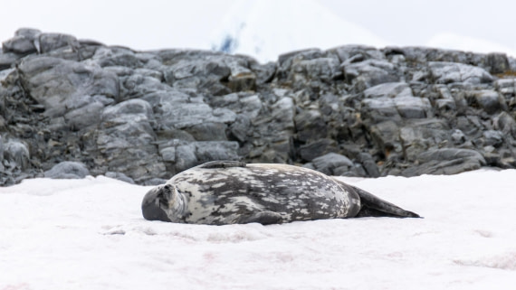 HDS27-25, Day 6, _DSC9439 © Unknown photographer - Oceanwide Expeditions.jpg