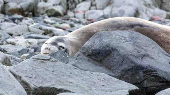 HDS27-25, Day 6, _DSC9443 © Unknown photographer - Oceanwide Expeditions.jpg