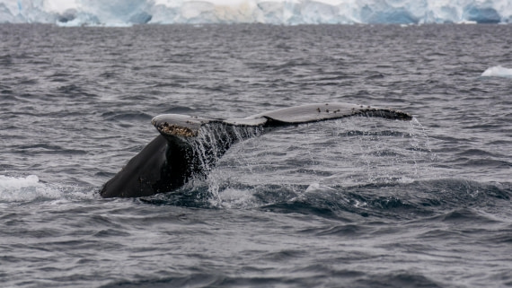 HDS27-25, Day 7, _DSC9490 © Unknown photographer - Oceanwide Expeditions.jpg