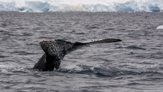 HDS27-25, Day 7, _DSC9491 © Unknown photographer - Oceanwide Expeditions.jpg