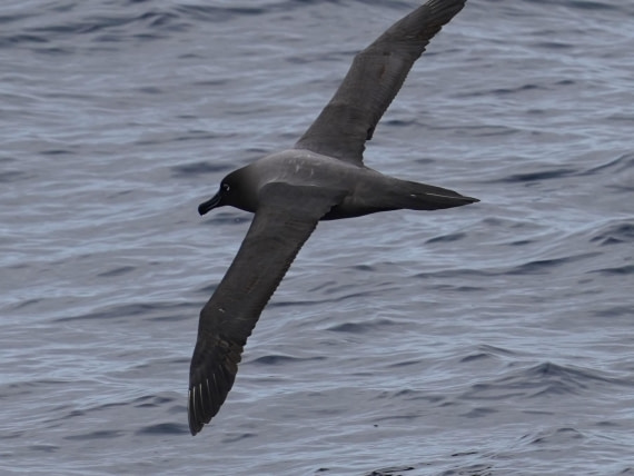 OTL28-25, Day 2, DSC02601 © Unknown photographer - Oceanwide Expeditions.JPG