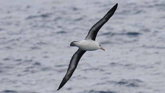 OTL28-25, Day 2, DSC02631 © Unknown photographer - Oceanwide Expeditions.JPG