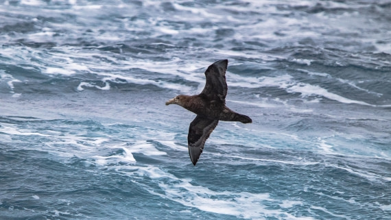 OTL28-25, Day 2, IMG_6468 © Unknown photographer - Oceanwide Expeditions.jpg