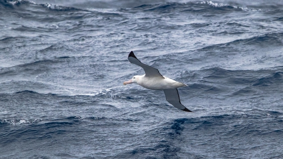 OTL28-25, Day 2, IMG_6477 © Unknown photographer - Oceanwide Expeditions.jpg