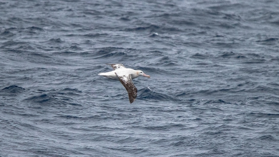 OTL28-25, Day 2, IMG_6481 © Unknown photographer - Oceanwide Expeditions.jpg