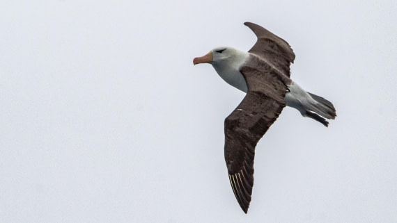 OTL28-25, Day 2, IMG_6487 © Unknown photographer - Oceanwide Expeditions.jpg