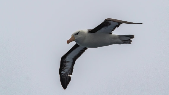 OTL28-25, Day 2, IMG_6489 © Unknown photographer - Oceanwide Expeditions.jpg