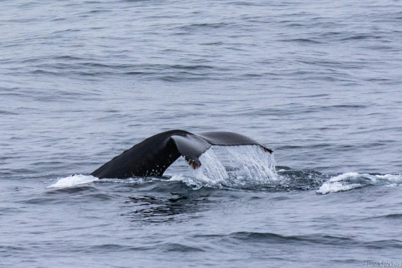 OTL28-25, Day 3, _DSC5298 © Hana Spickova - Oceanwide Expeditions.jpg