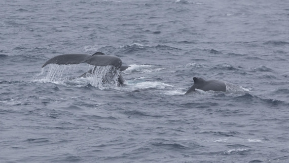 OTL28-25, Day 3, Humpbacks on the Drake © Sara Jenner - Oceanwide Expeditions.jpg