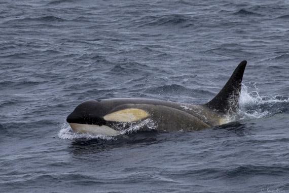 OTL28-25, Day 3, Orca 1 © Sara Jenner - Oceanwide Expeditions.jpg