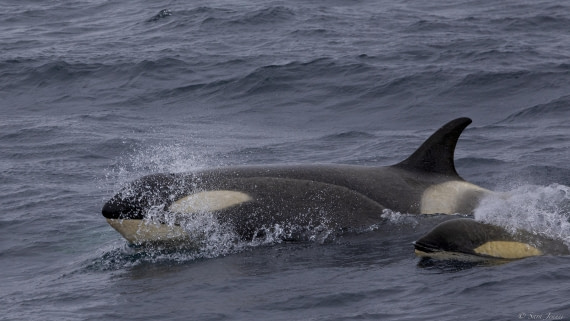 OTL28-25, Day 3, Orca 3 © Sara Jenner - Oceanwide Expeditions.jpg