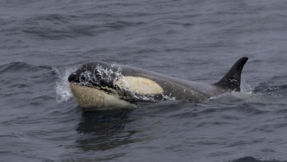 OTL28-25, Day 3, Orca 4 © Sara Jenner - Oceanwide Expeditions.jpg