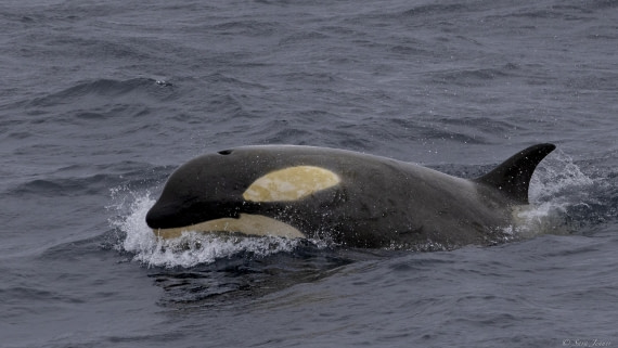 OTL28-25, Day 3, Orca 5 © Sara Jenner - Oceanwide Expeditions.jpg